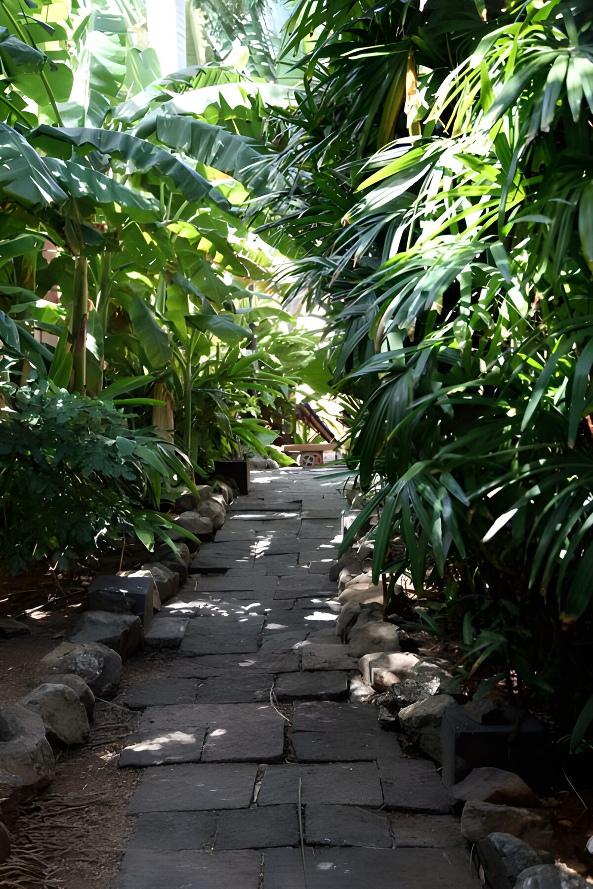 Stone path through dense tropical greenery