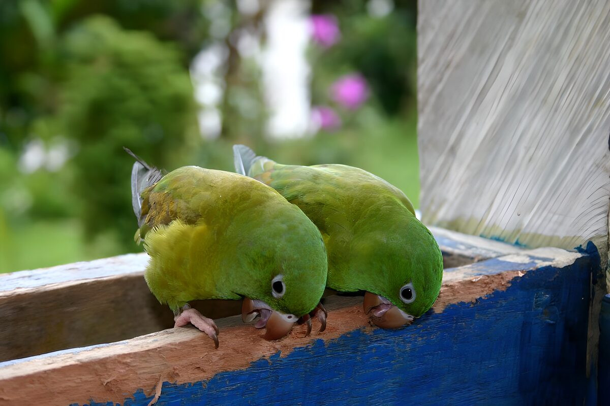 Two green parrots nibbling weathered wood