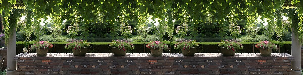 Pink flowers on a shaded brick wall