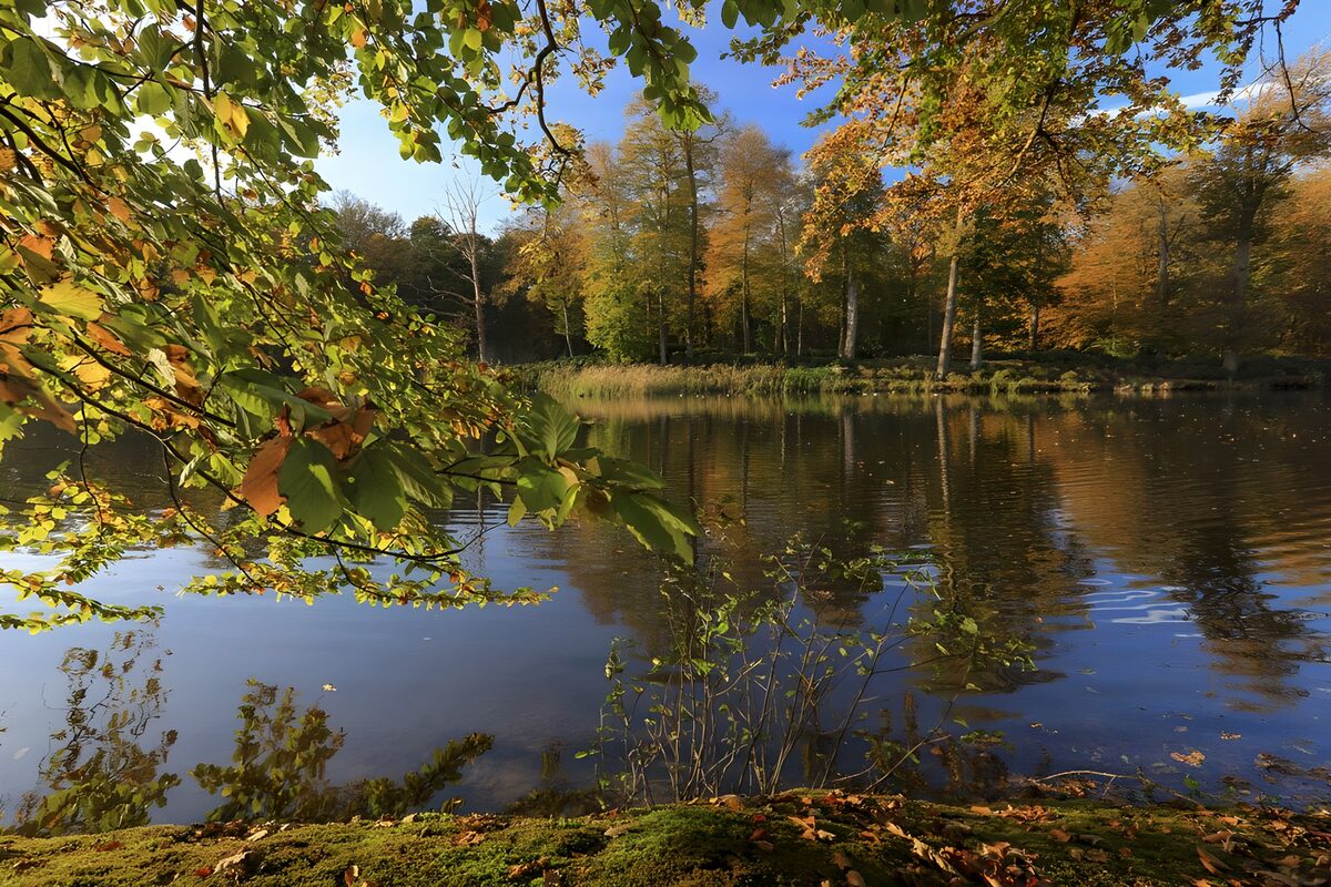 Autumn trees reflected in a quiet pond