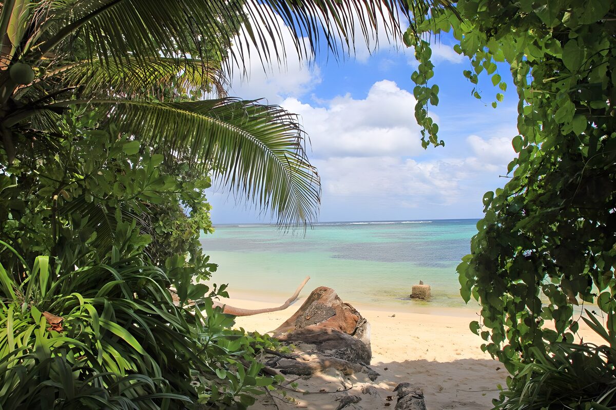 Palm-fringed beach and turquoise sea