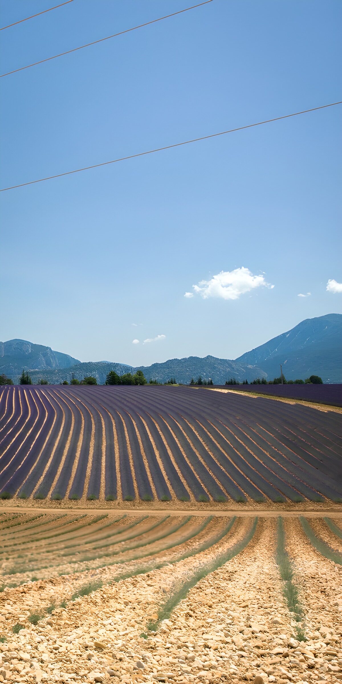 Purple crop rows beneath blue-grey mountains