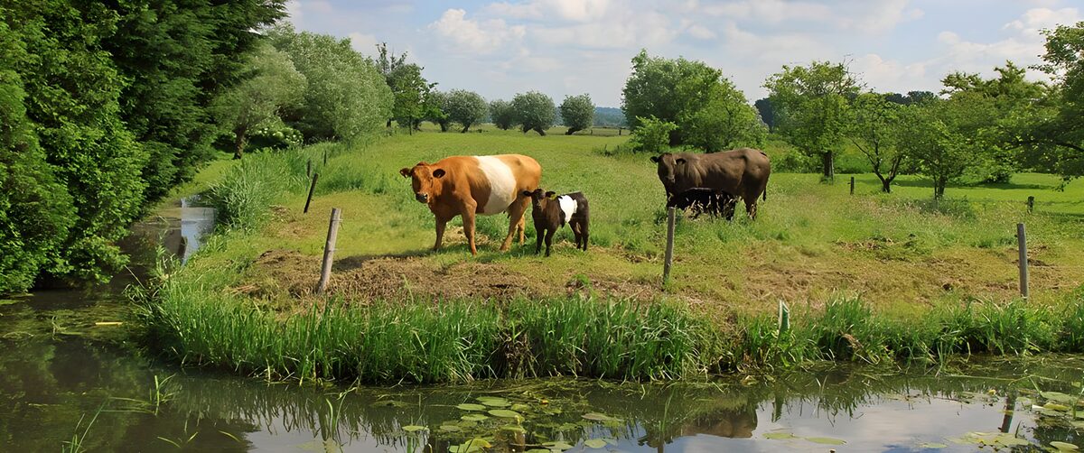 Cows and calves beside a quiet waterway