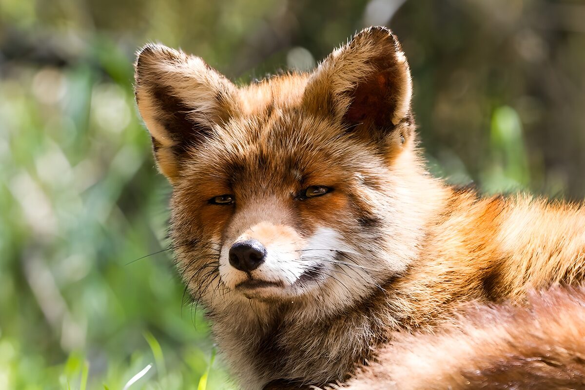Red fox resting in warm sunlight