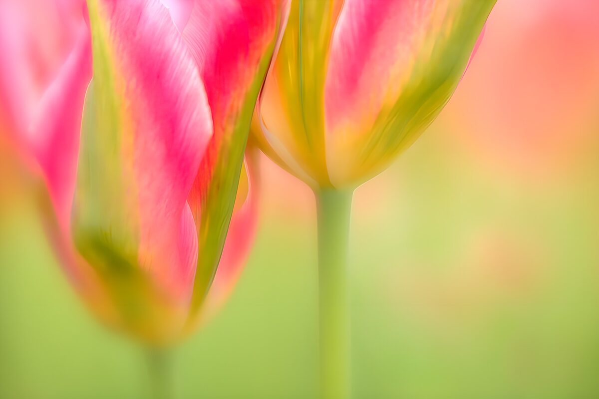 Pink and yellow tulips in soft focus