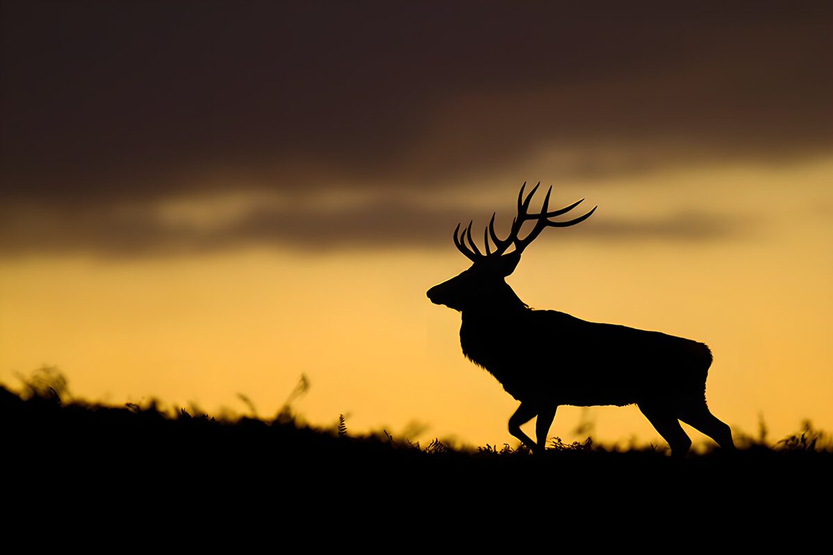 Stag silhouetted against a golden sunset