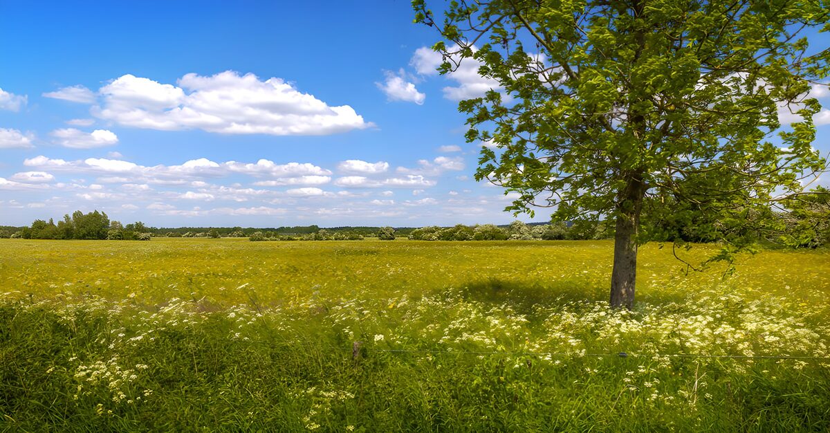 Sunlit meadow with a spreading tree
