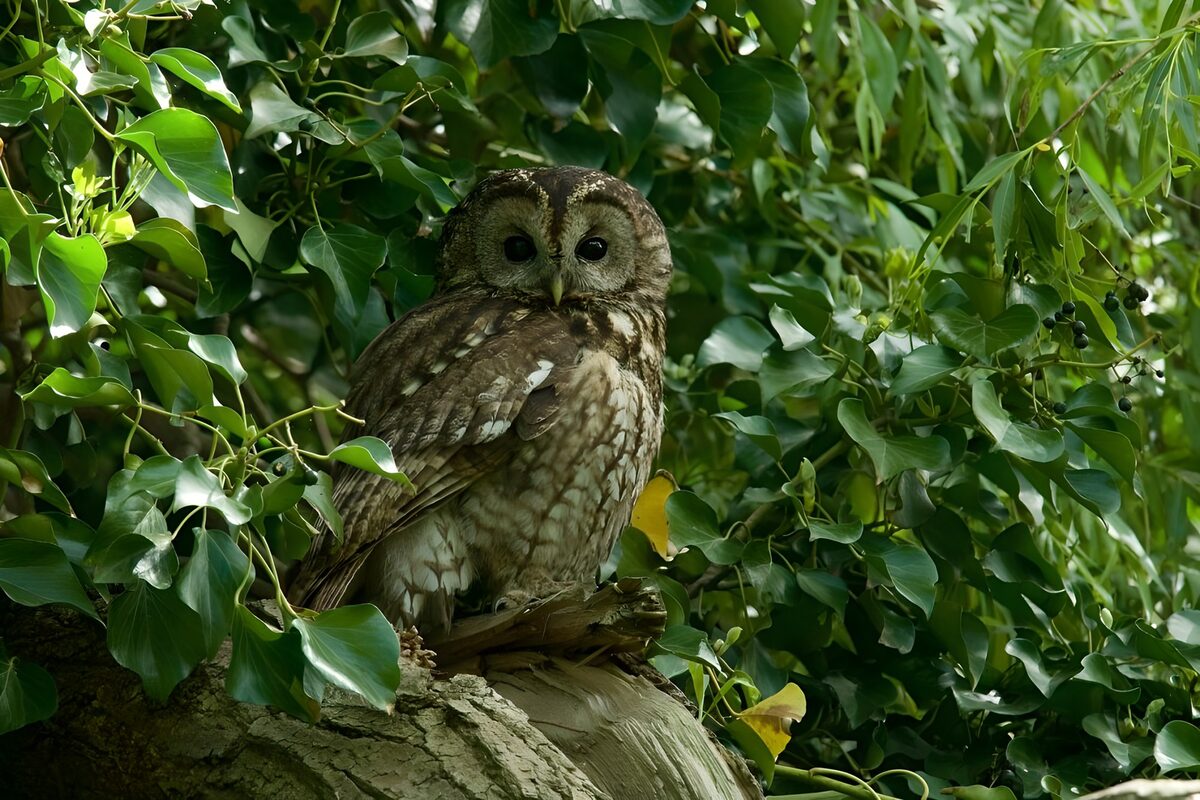 Tawny owl on a weathered branch