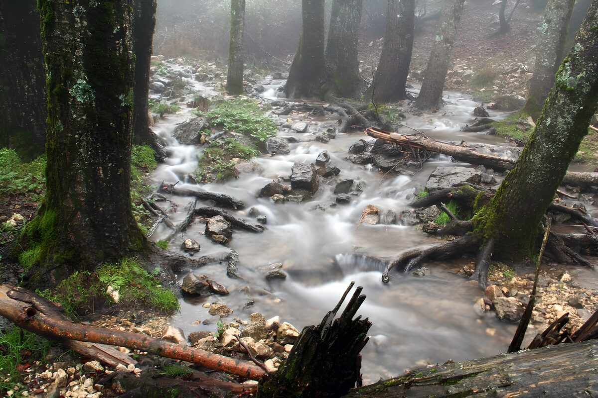 Woodland stream in soft light