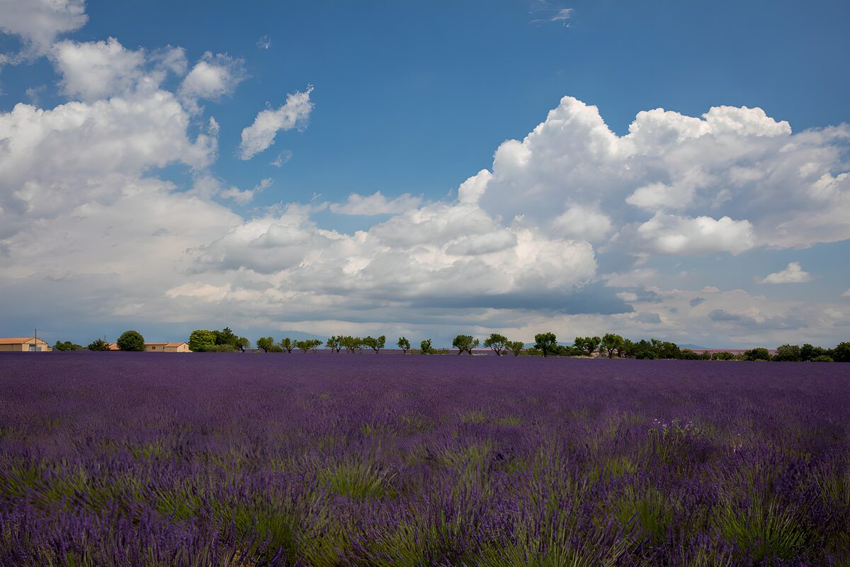Lavender field beneath billowing clouds