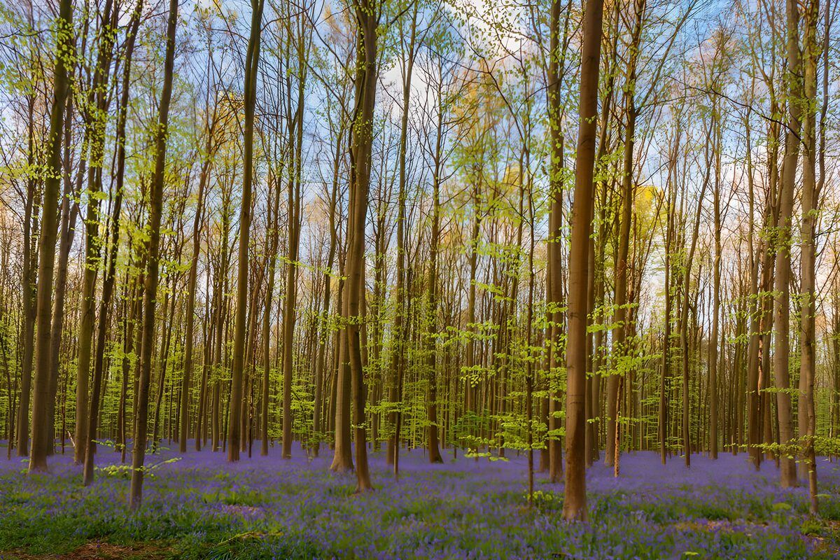 Spring woodland carpeted with bluebells