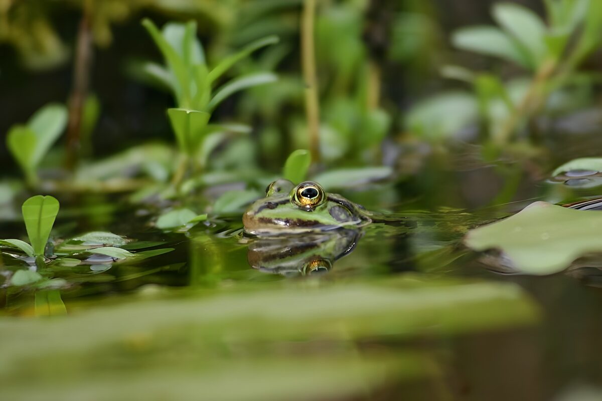 Frog among pond leaves, quietly watching