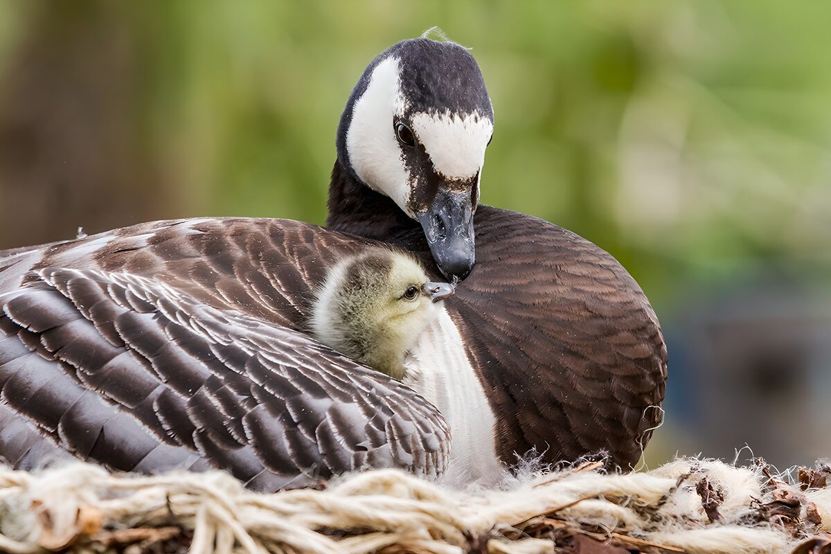 Goose and gosling nestled together