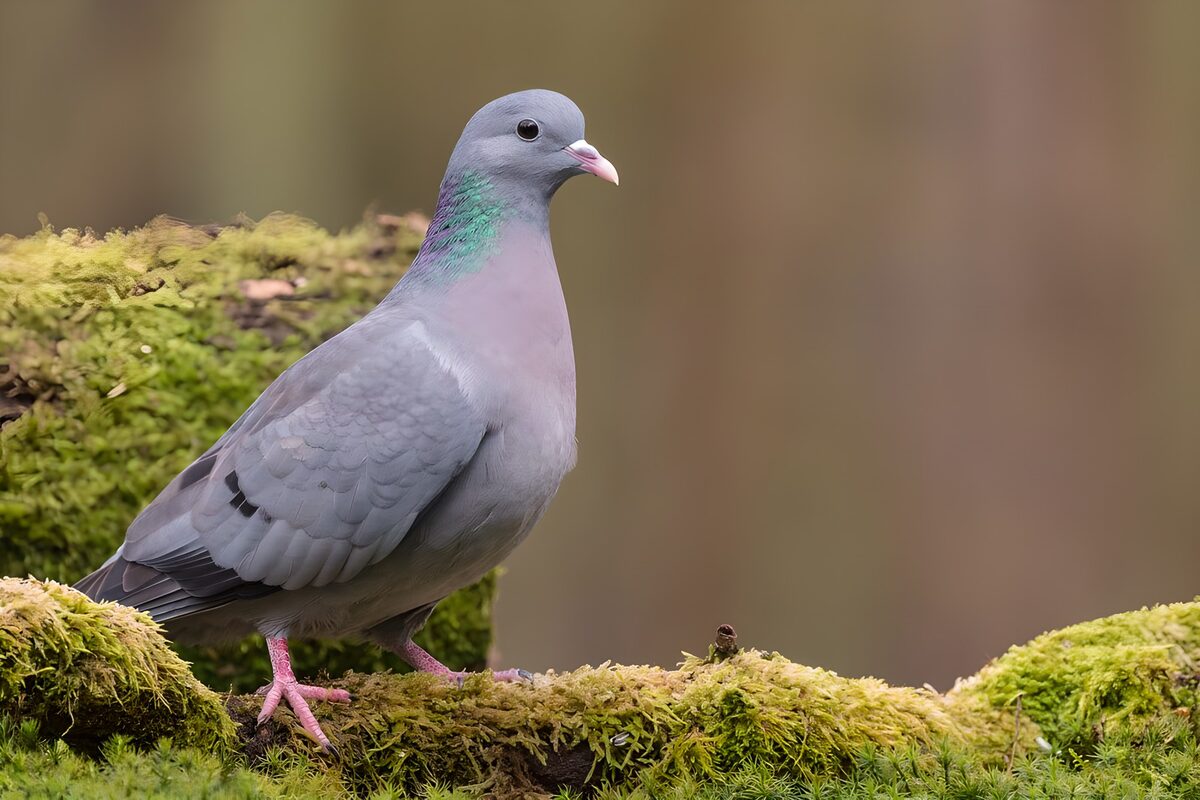 Grey pigeon on a mossy log