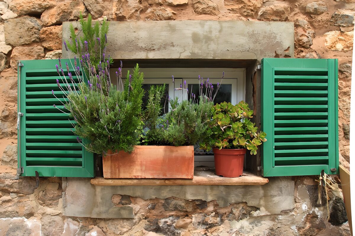 Green shutters and sunlit windowsill herbs