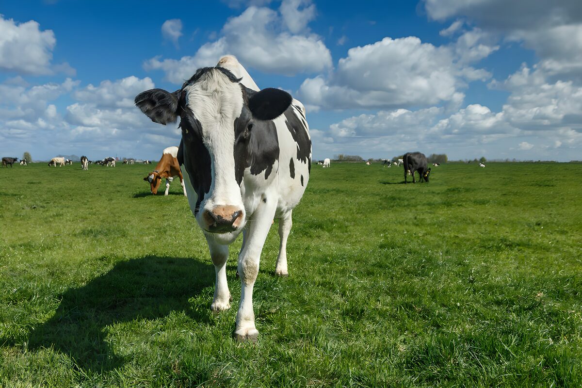Black-and-white cow in a sunlit pasture