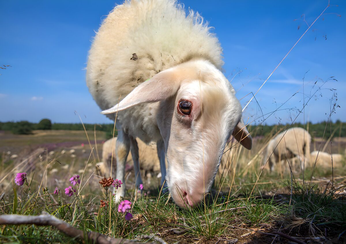 White sheep grazing in the sunshine