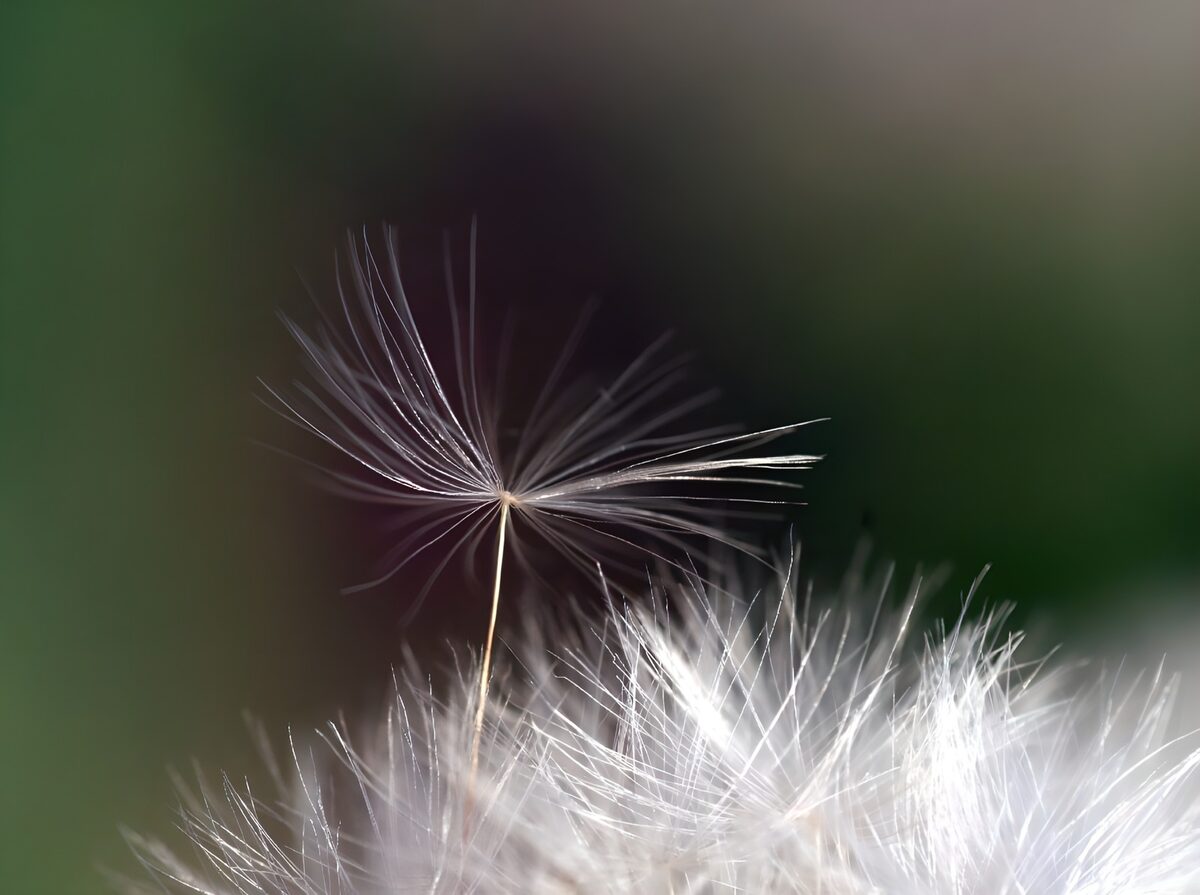 White seed fluff in soft light