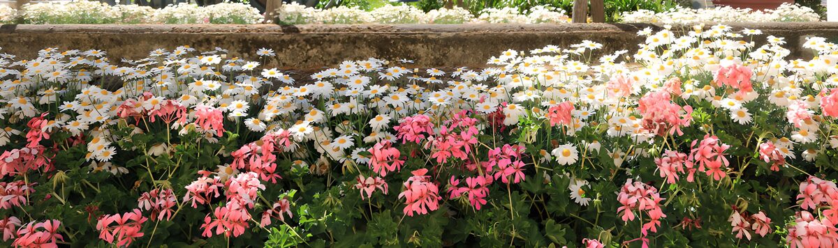 Pink geraniums and sunlit white daisies