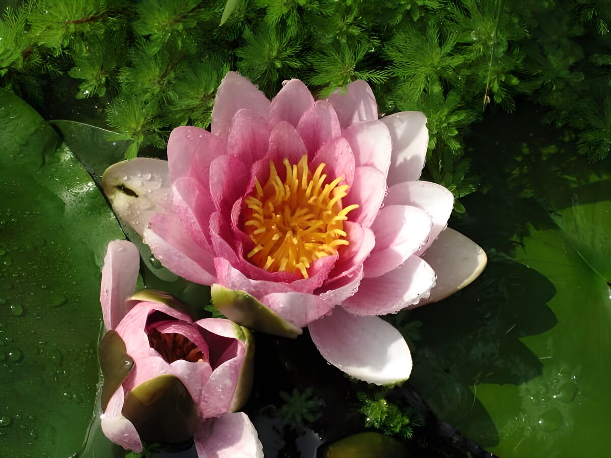Pink water lily in bright sunshine