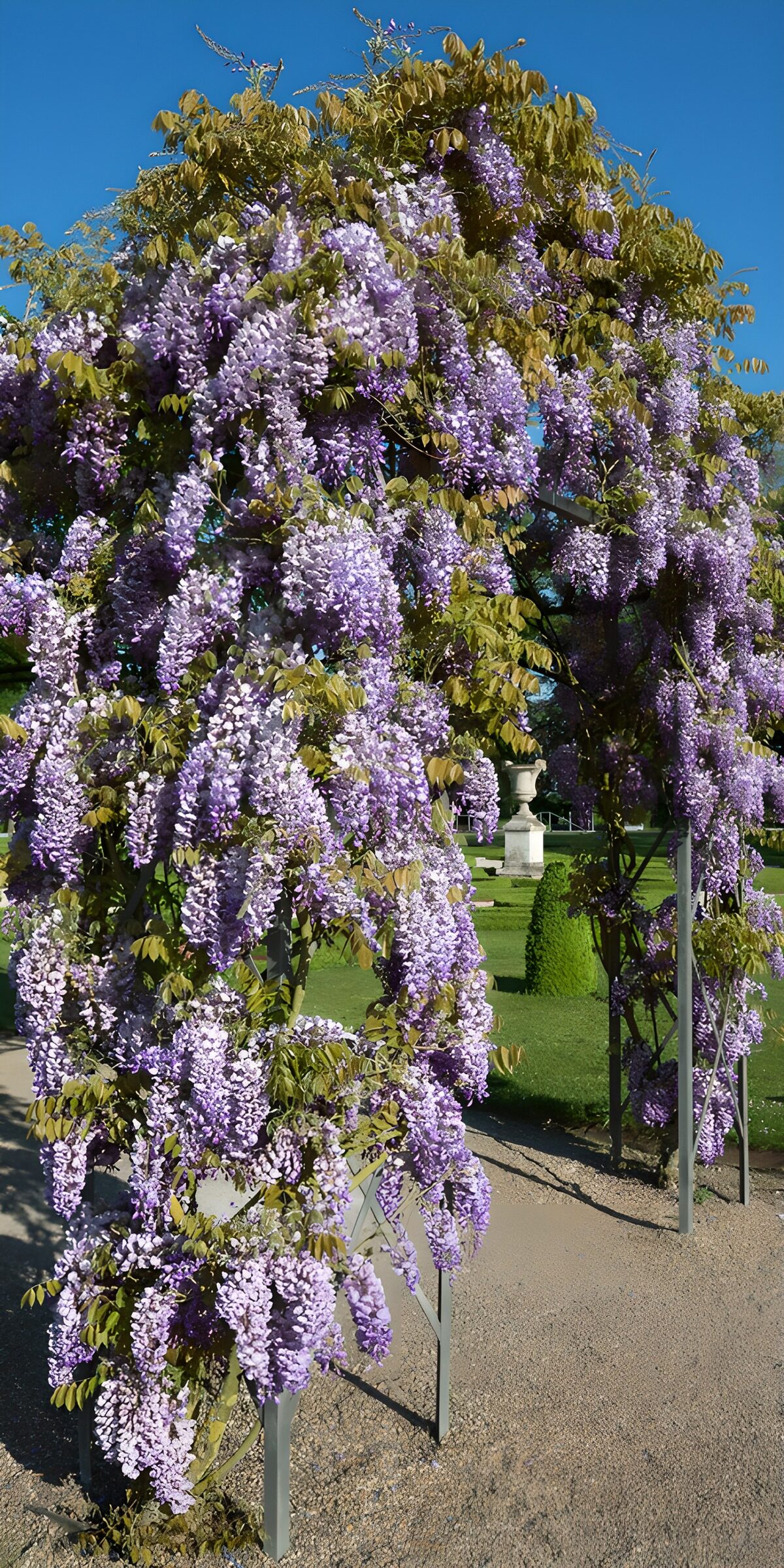 Sunlit wisteria over a garden arch