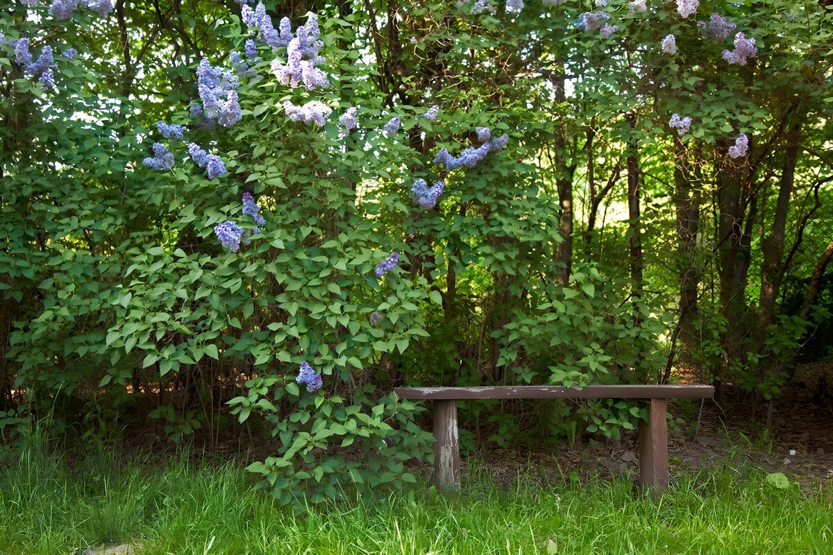 Wooden bench beneath lilac in bloom