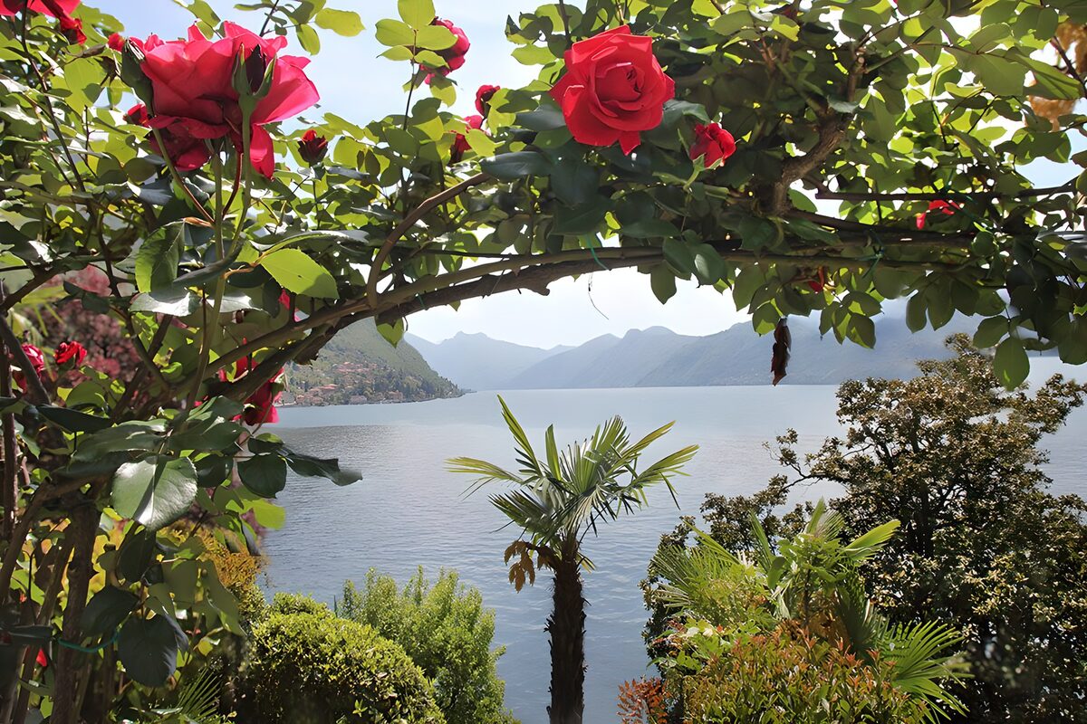 Red roses above a sunlit lake