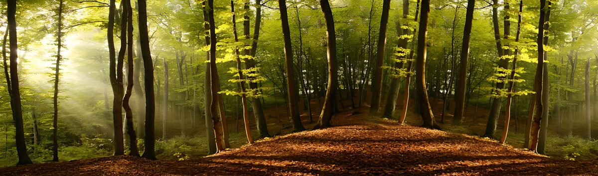 Sunlit woodland with long shadows