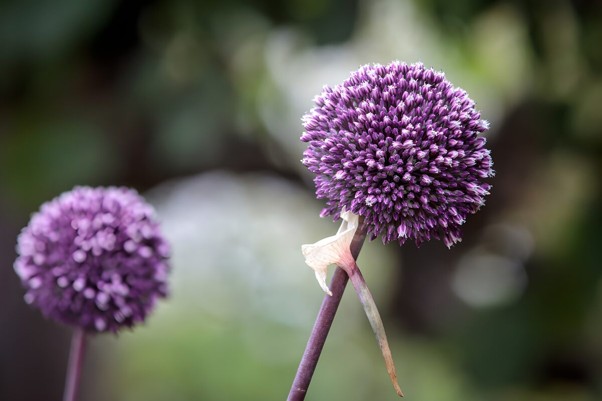 Two purple alliums in soft light