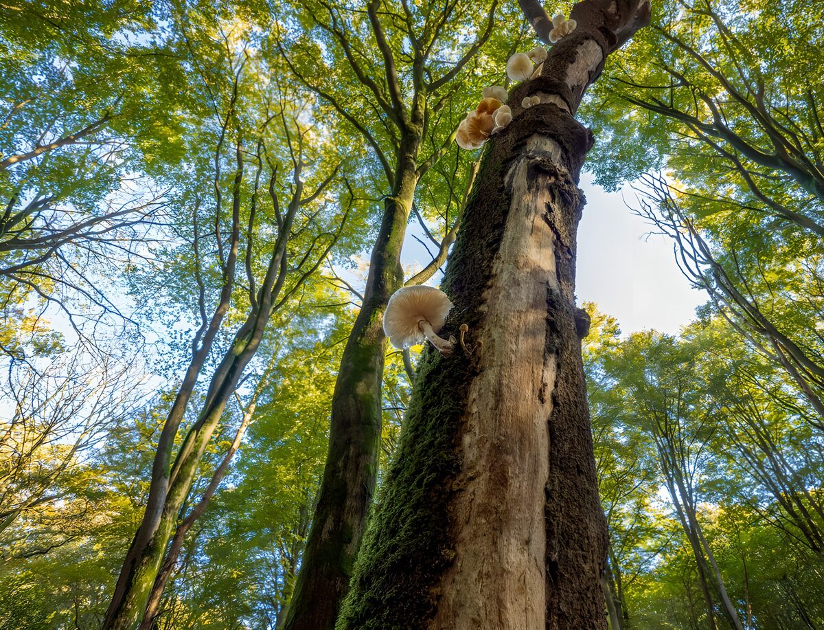 Mushrooms on a sunlit forest trunk