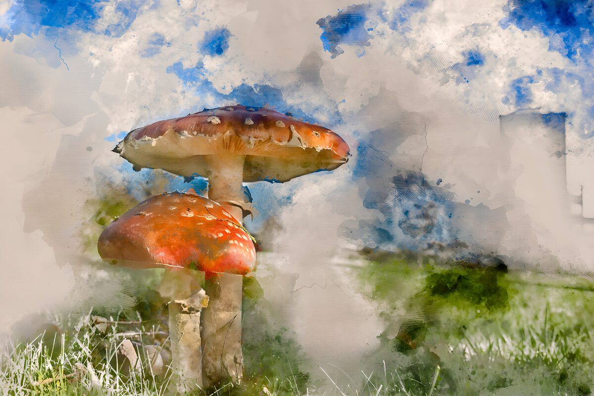 Two fly agarics in soft watercolour