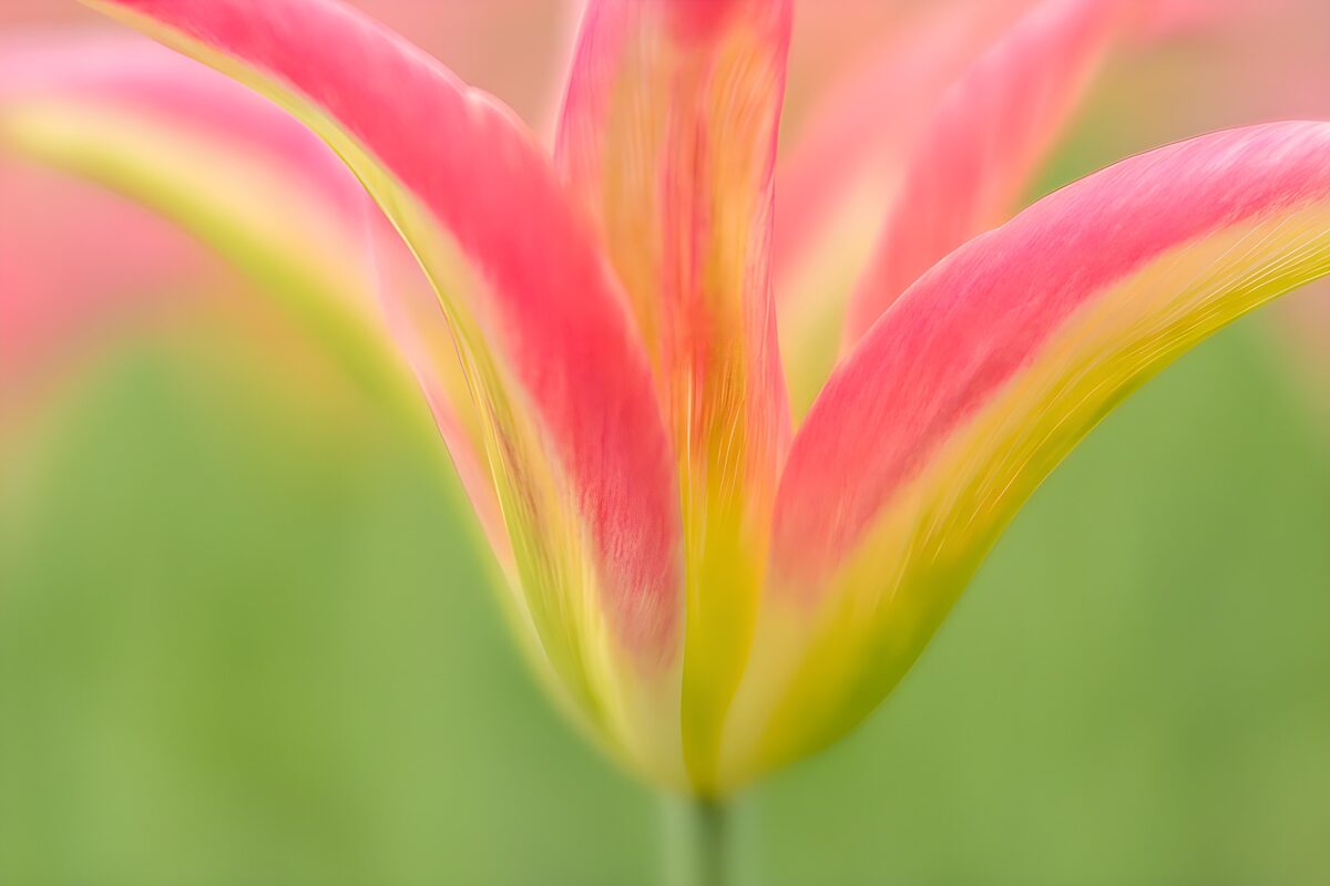 Pink and yellow tulip, softly lit