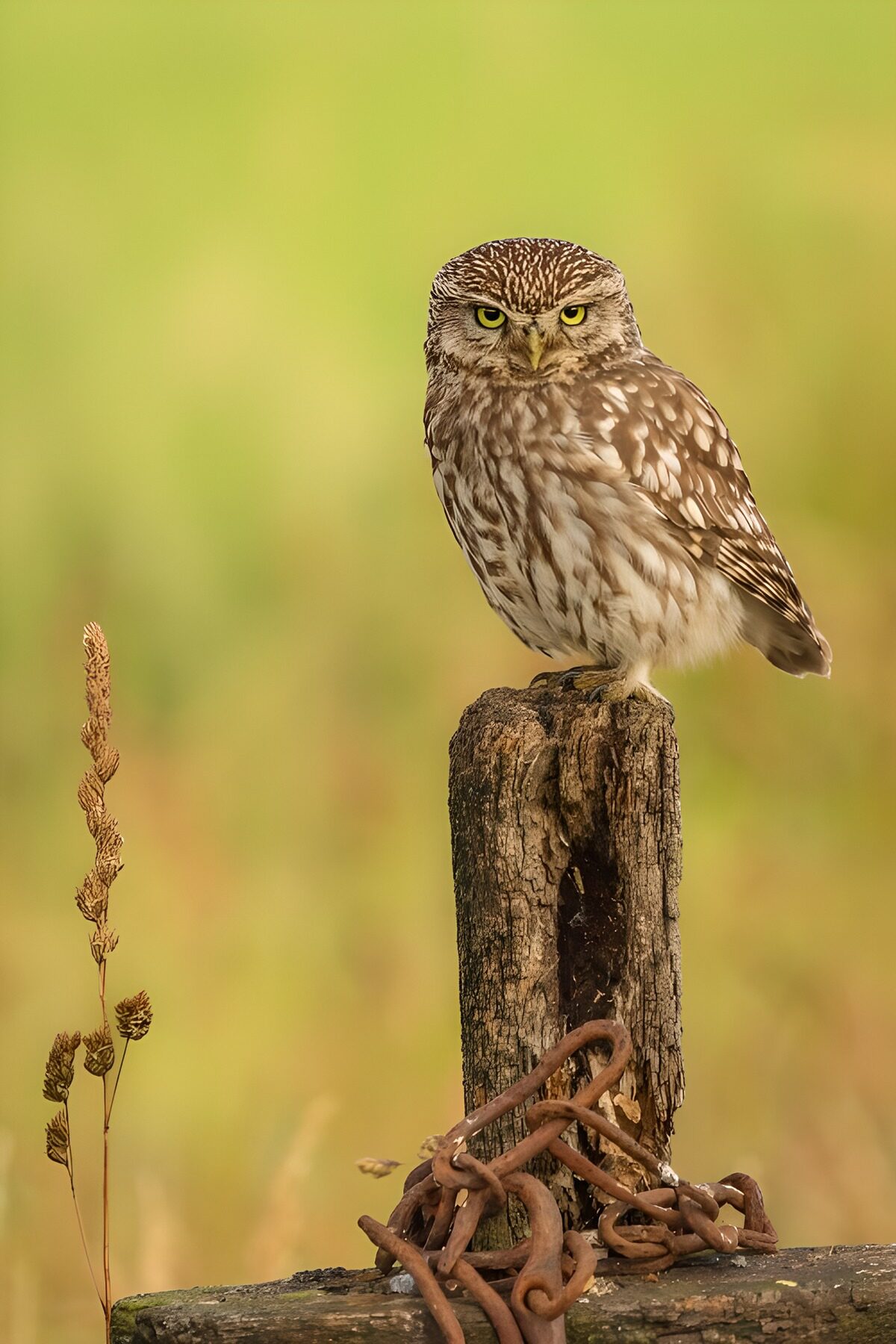 Little owl, stern keeper of the post