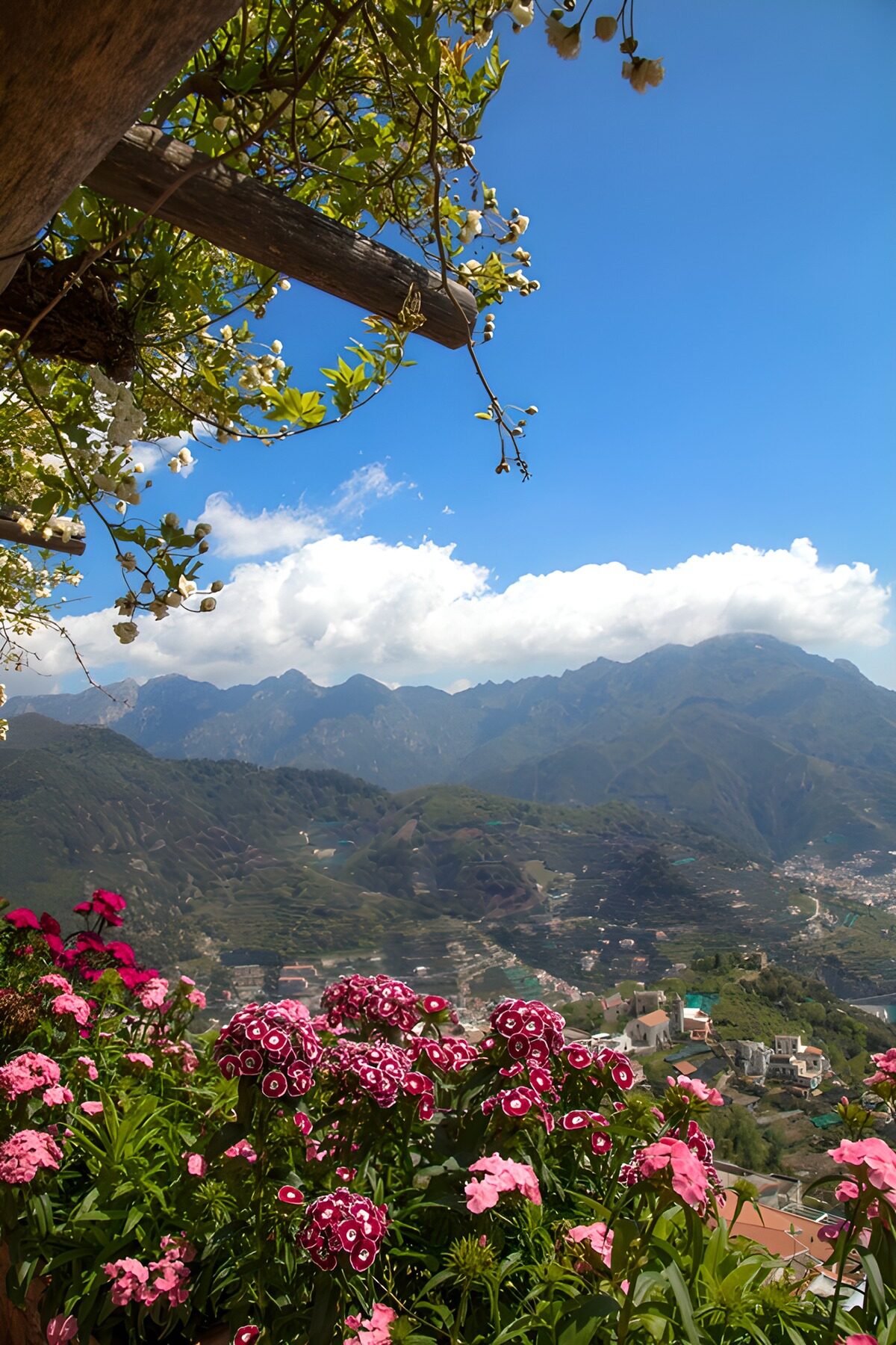 Pink flowers above a sunlit mountain valley