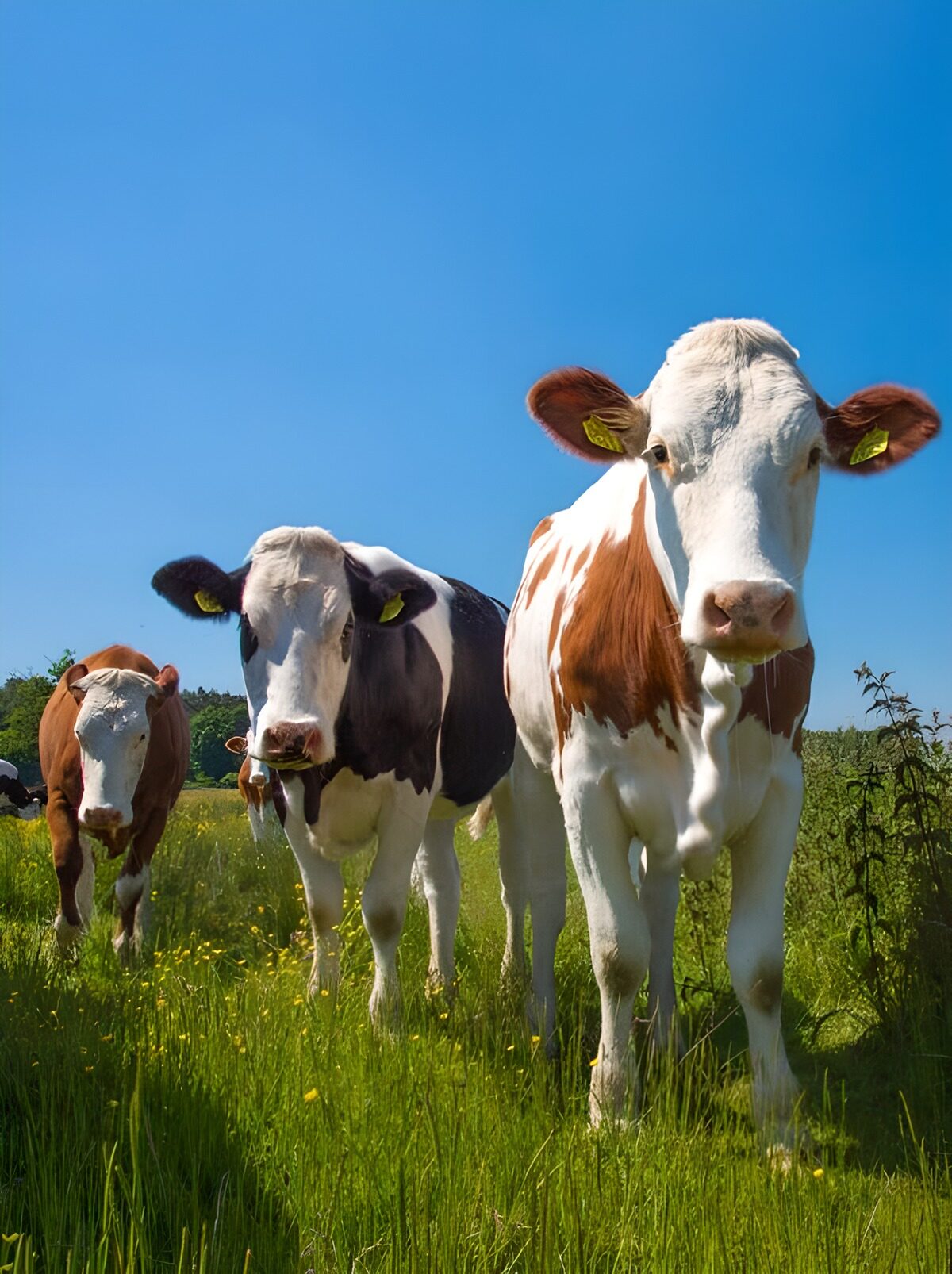 Cows in a sunlit meadow