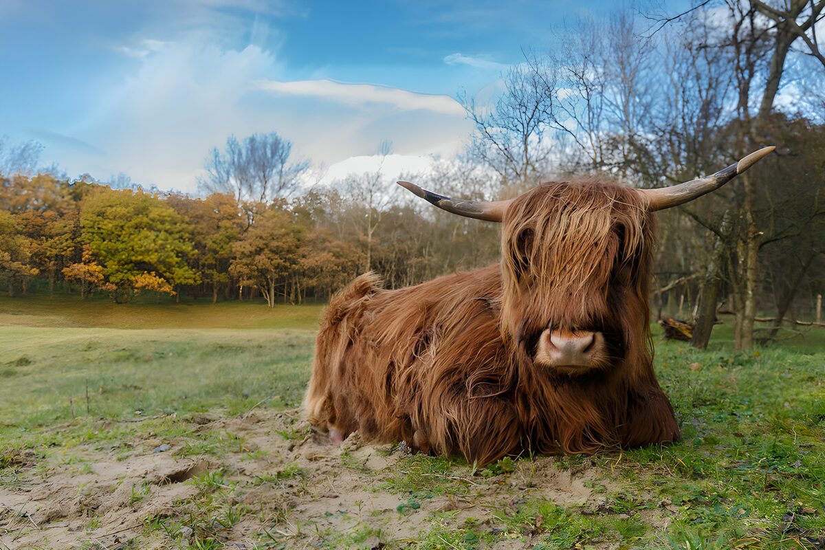 Highland cow resting by autumn woodland