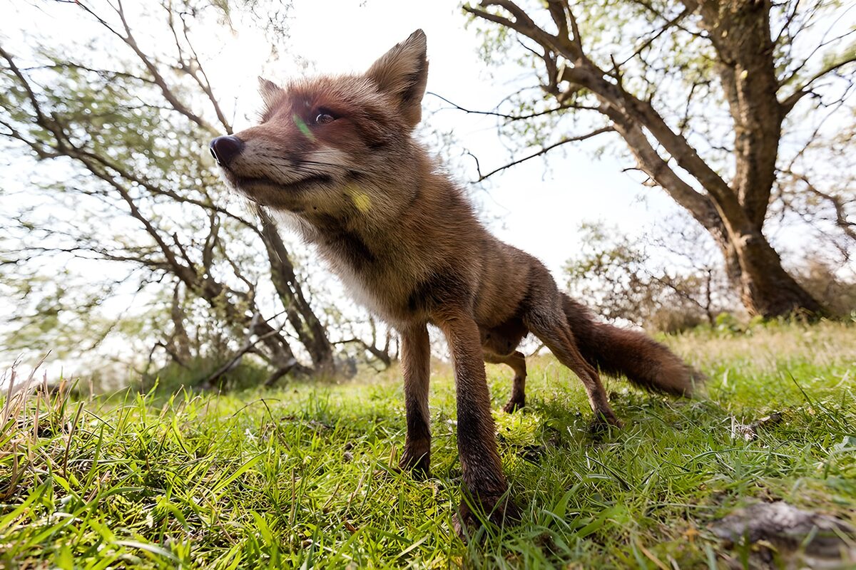 Red fox up close in sunlit grass