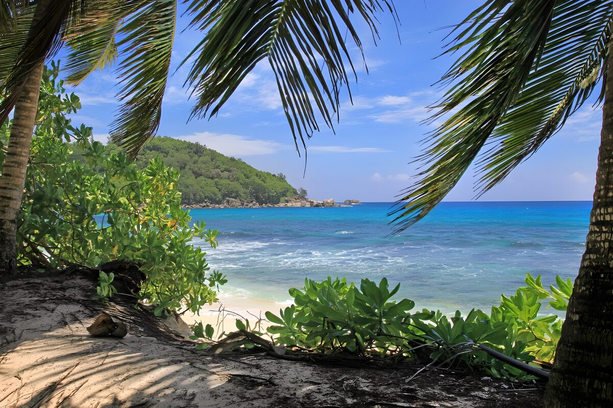 Tropical beach framed by palms
