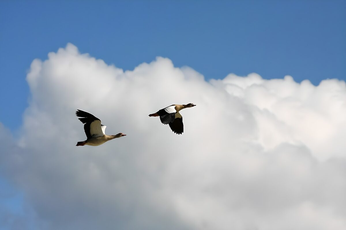 Two Egyptian geese flying past soft clouds