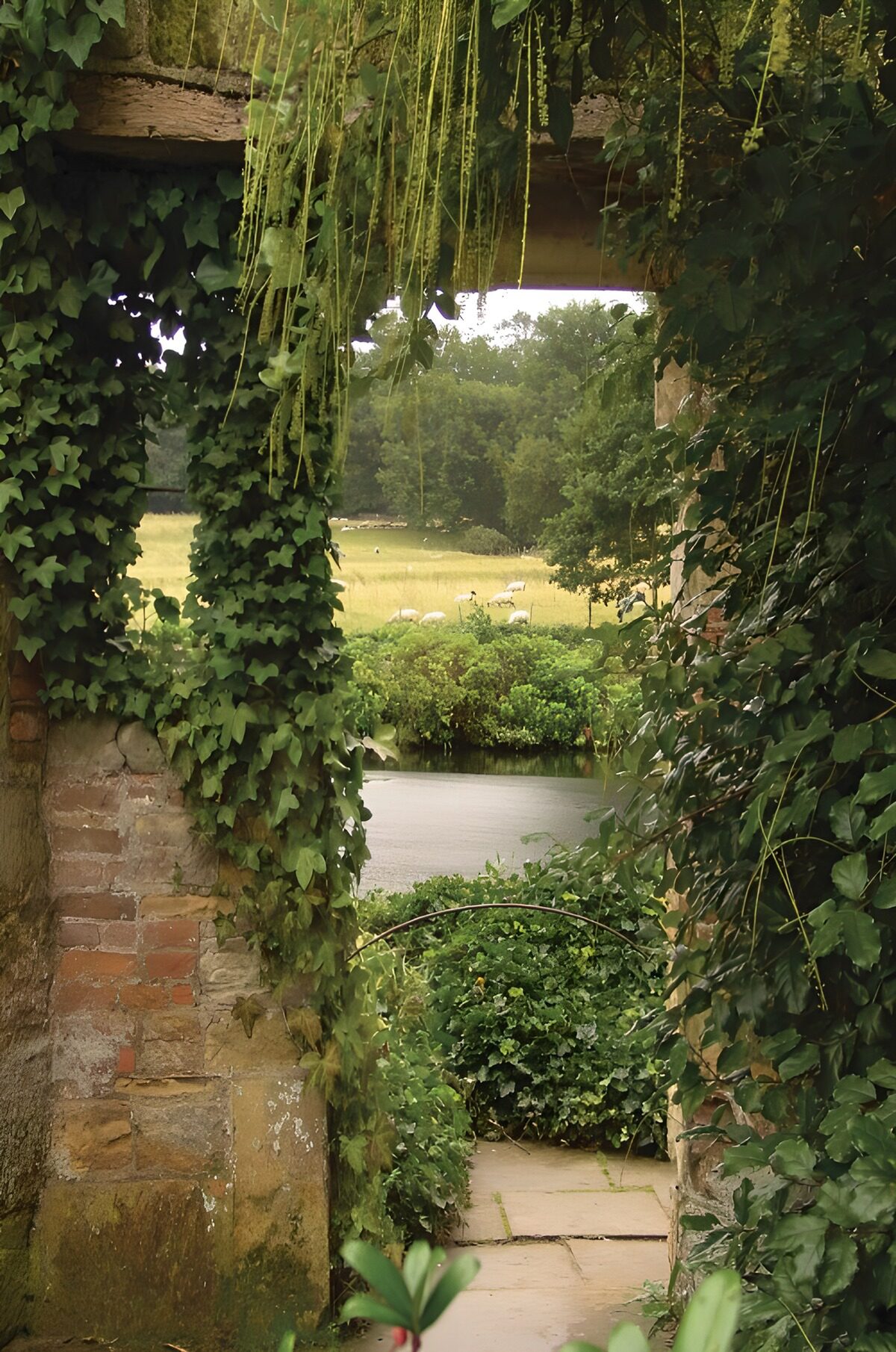 Grazing sheep through an ivy-clad doorway