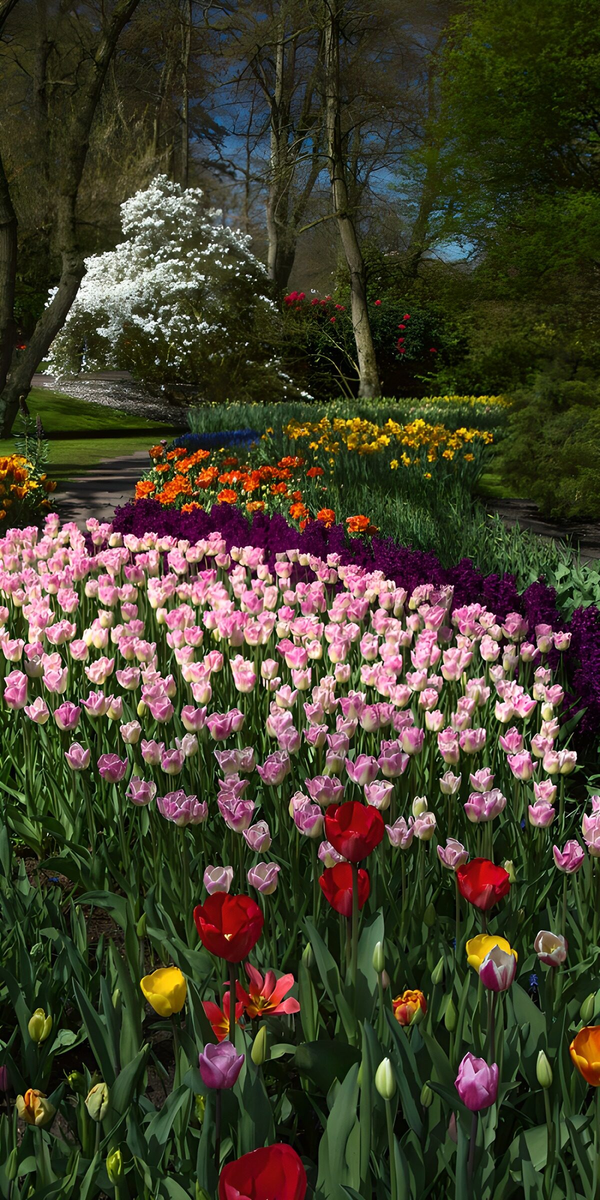 Pink and cream tulips in spring sunshine