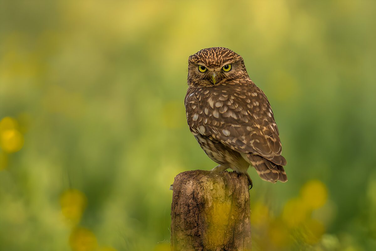 Little owl keeping watch on a wooden post