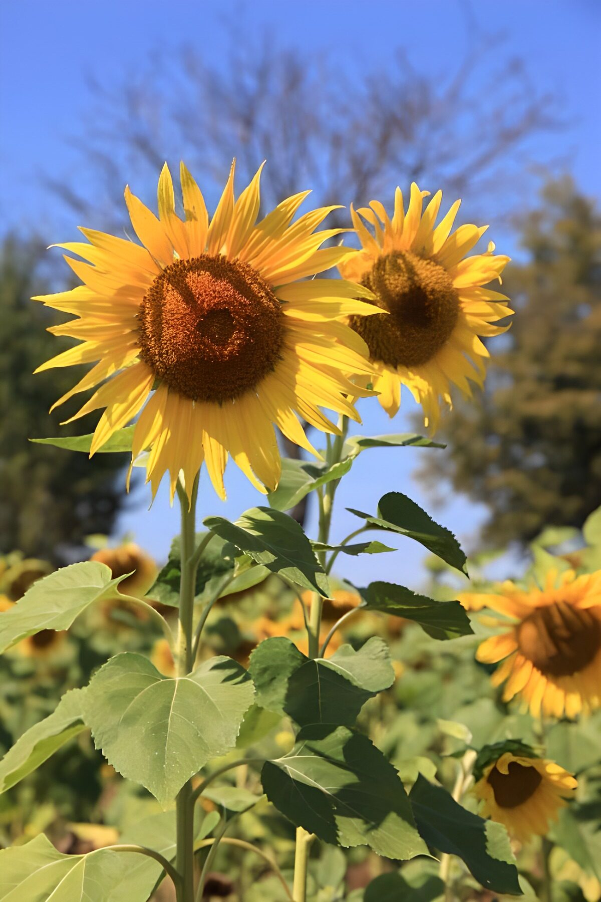Two sunflowers beneath a blue sky