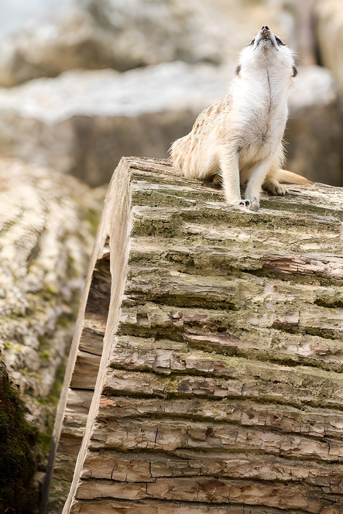 Meerkat looking up from a sunlit log