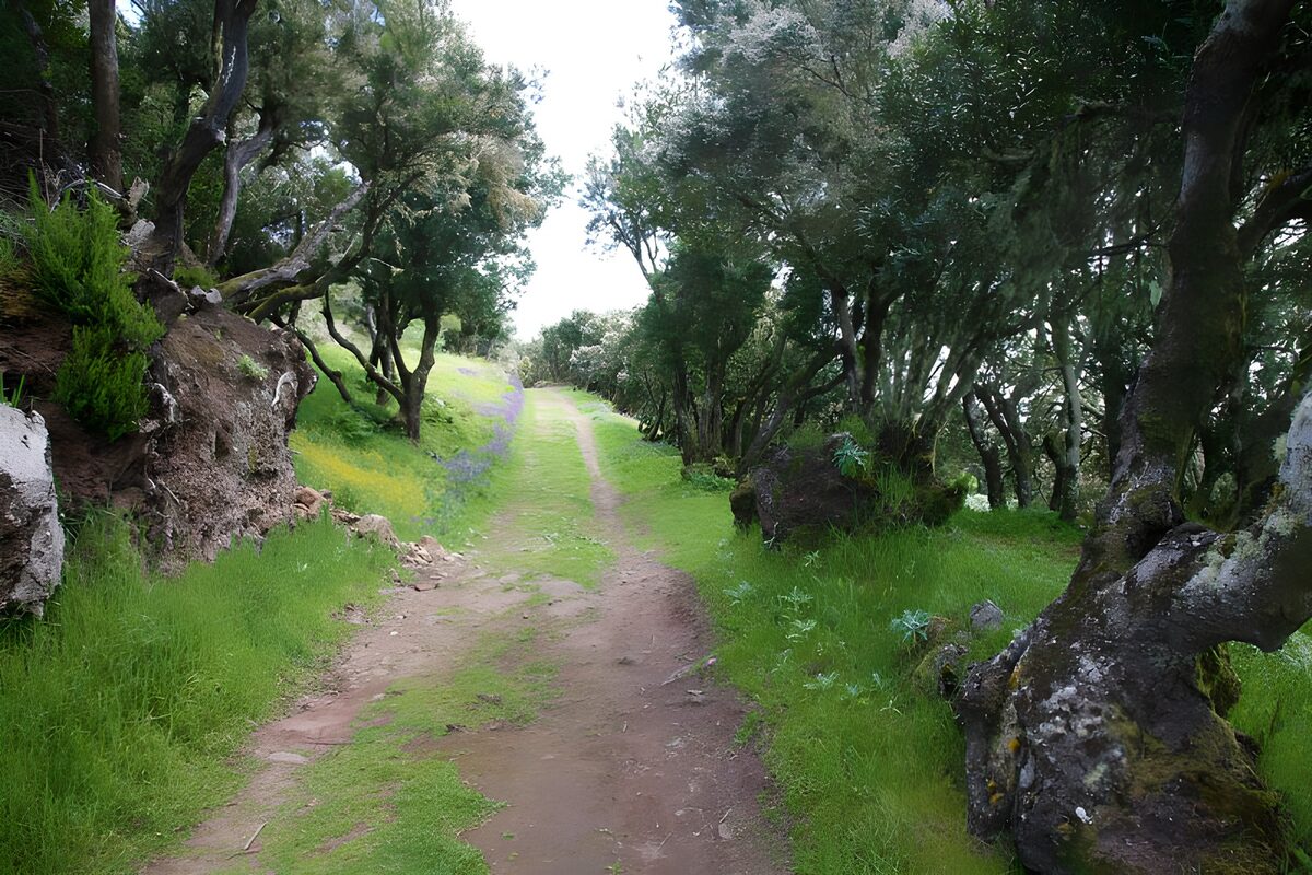 A grassy woodland path in soft light