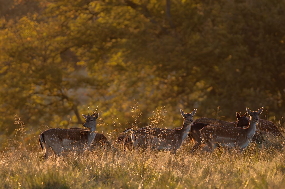 Fallow deer in sunlit grass