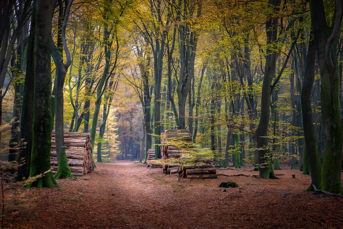 Autumn woodland path between stacked logs