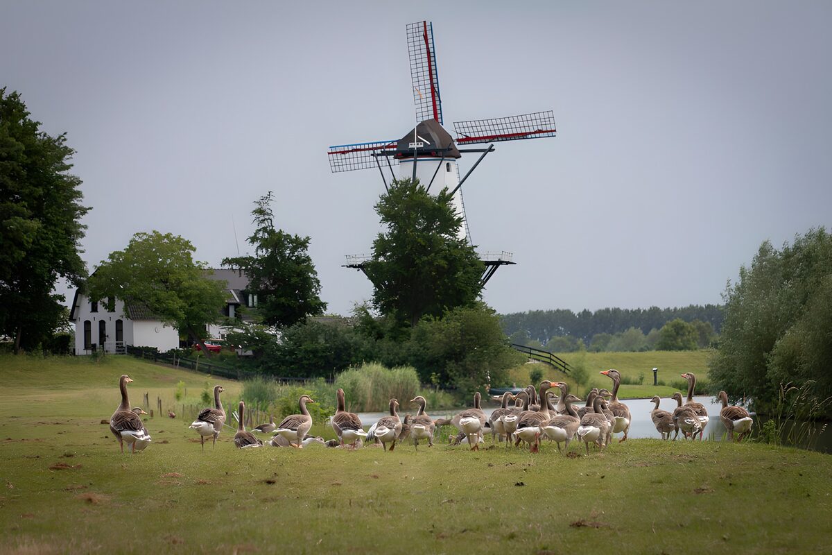 Geese and a windmill on a quiet meadow