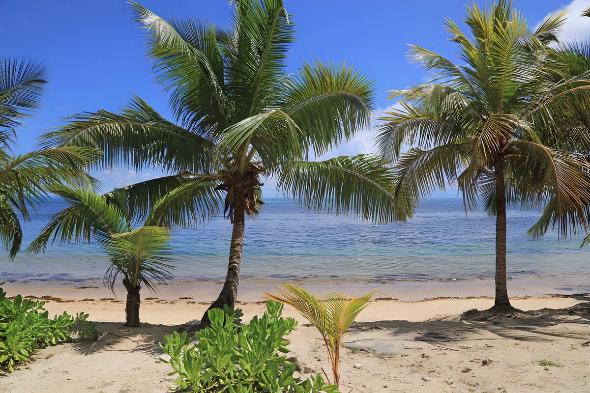 Sunlit palms beside a turquoise sea