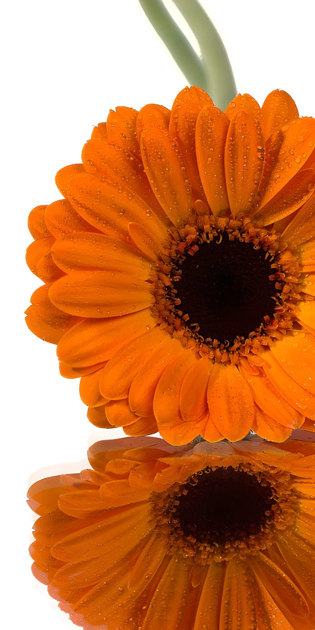 Orange gerbera and its reflection